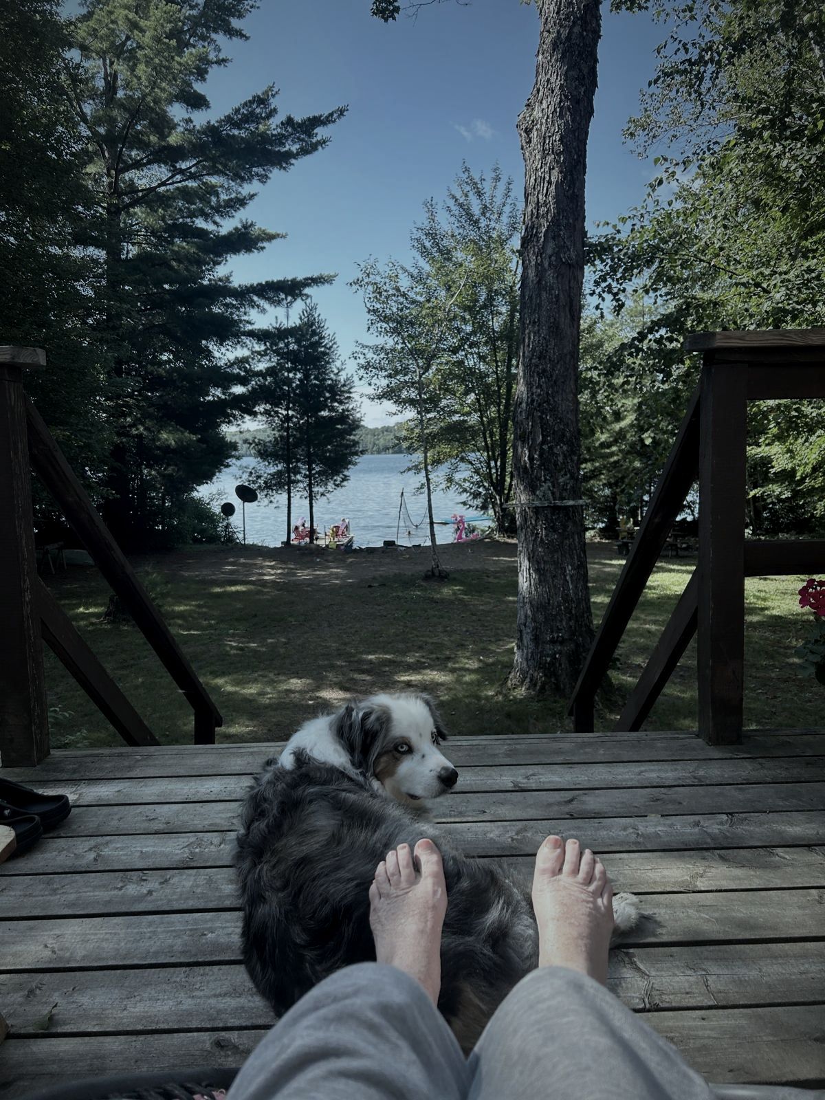 View from the deck down to the lake, a dog resting nearby
